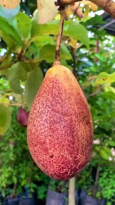 Alpukat Red Vietnam: Cepat Berbuah & Berbuah Di Dalam Pot