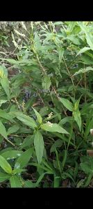 5kg Nghể Răm Thảo Dược Đi.ều Tr.ị S.án C.hó - Giun Sán