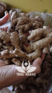 Lempuyang Emprit Segar 500gr atau Puyang Organik - Gunung Kidul\nLempuyang Emprit Segar 250gr atau Puyang Organik - Gunung Kidul\nLempuyang Emprit Segar 1kg atau Puyang Organik - Gunung Kidul