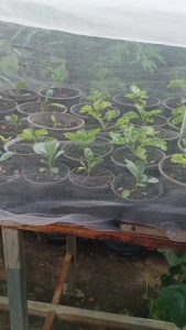 ต้นผักเคล หรือคะน้าใบหยิกกระถาง 5-6 นิ้ว อายุประมาณ 2 เดือนครึ่ง