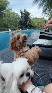 Irresistible Soft Dog Treats 🐶 | High Protein Training Bites 150g | Real Meat Reward Snack
