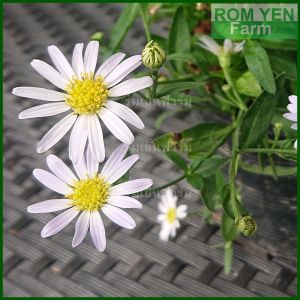 ต้นเดซี 5.5 นิ้ว สีขาว ต้นมากาเรต ถุงดำ ต้นเดซี มากาเรต