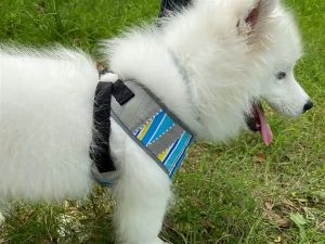 Bigmall ปลอกคอแมวกันเห็บ ปลอกคอกันหมัด ปลอกคอกำจัดเห็บ สำหรับแมวและสูง ปลอกคอย1742