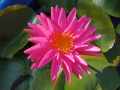 บัวพิงค์ซิลค์PinkSilk.(isg)อดีตแชมป์โลก. 