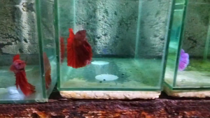 Thai Import Betta Aquarium Decor -Suitable for Betta Fish Display - Indoor Aquarium Setup