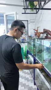 Cây Kè Cá Betta In 3D Giúp Cá Betta Phồng Mang và Xoè Đuôi Trình Diễn (Dài 28cm)