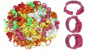 ห่วงขาไก่ 100ชิ้น ชน ห่วงใส่ขานก แหวนขาไก่ ห่วงพลาสติกสํา ถอดใส่ง่าย ใช้ซ้ำได้