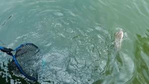 Goture | Goture Lưới Đánh Cá Hợp Kim Nhôm Thu Gọn Lưới Câu Cá Cỡ Nhỏ Lưới Cầm Tay Di Động Cho Cá Hồi Lưới Đánh Cá Gấp Gọn