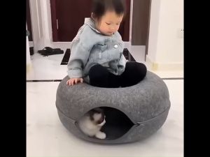 อุโมงค์แมว บ้านแมว บ้านสุนัข บ้านแมวโดนัท เตียงสัตว์เลี้ยง ของเล่นแมว แมวรอดเล่น อุโมงสำหรับแมว