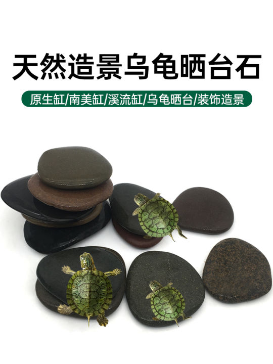 Natural Turtle Sunbathing Platform Flat Resting Stone Basking Back Photo Inspiration