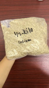 Rye Grass Seeds 1KG – 500G Pang-Bakuran at Landscaping Green Carpet Lawn Madaling Tumubo Carabao grass alternative Matibay sa Lamig Pang-Malamig na Lugar Makapal na Damo Grass Seeds Philippines Pang Events o Resort Use by Green Sprout
