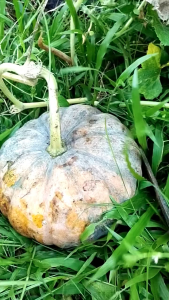 Benih Labu Waluh Kuning KEMBANG 25 Biji Urban Farming Unggul Besar Produksi Tinggi
