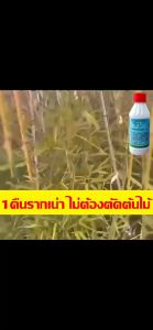 200m lตรงสู่ราก-รากเน่าตายใน3วัน ฆ่าตอไม้/กอไผ่/วัชพืชทุกชนิด สตรไฮเปอร์คอนเซนเทรทจากเยอรมนี