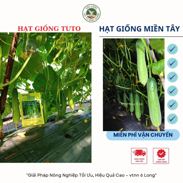 lệnh return trong python: giải thích, cách dùng... Hạt Giống Dưa Leo Thái F1 Ngọc Như Ý 68 TUTO (GÓI 10G) - Trái thon dài ...