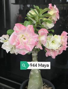 Adenium Obesum Bonsai ID 944 Maya 富贵花