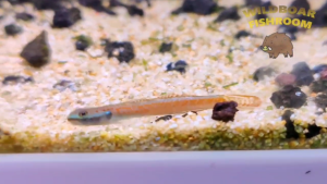 annies goby | Stiphodon annieae | Live animal