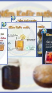 [30G] NẤM KEFIR NƯỚC ĐƯỜNG / NƯỚC MÍA – DÙNG THOẢI MÁI NHÂN GIỐNG NHANH 🌿