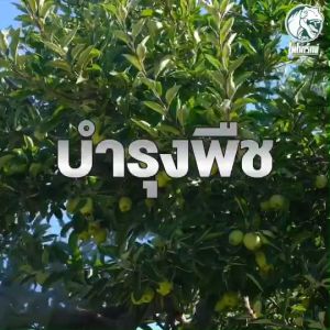 ฮิวมิกส์ผงคุณภาพสูง สำหรับปรับดินและฟื้นฟูราก 1 กิโลกรัม น้ำตาลต่ำ สำหรับทุกสวน