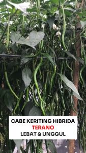 Benih Cabe Keriting Hibrida TERANO 80: Tips dan Manfaat