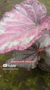 Begonia Pink Variegated Thailand Premium - Tanaman Anggrek Perak Premium