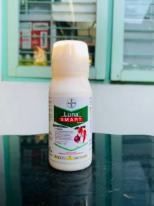 Fungisida LUNA SMART dari Bayer isi 100ml mantap