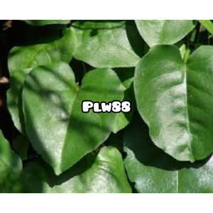 Binahong segar / daun binahong segar 500 gram