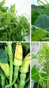 [EcoSeeds] Hạt Giống Bí Đỏ Ăn Ngọn Phượng Lan - Giống Sinh Trưởng Mạnh Ngọn To Dài - Gói 20g