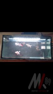Lampu Aquarium LED Gantung KANDILA Vibrant V800 Day Night UVA UVB Aquascape Air Tawar Laut Arowana