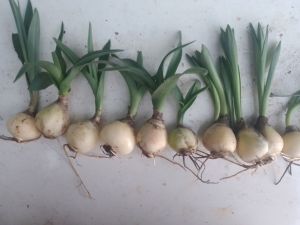 ว่านพญาลิ้นงู หรือ ว่านนาคี ชุด 10 หัว ว่านสายมู