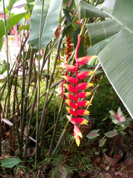 Heliconia / Pokok Bunga Pisang (Rizom) | Lazada