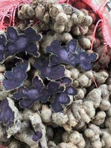 2Kg -NGÃI ĐENGỪNG ĐEN Tím Tây Bắc chính gốc đào núi