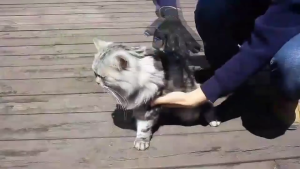 Pet Grooming Silicon Breathable Mesh Fur Comb Dog Cat Brush De-shedding Massage Cleaning Gloves