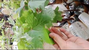 BIBIT ANGGUR IMPORT JULIAN HAISL GRAFTING KUALITAS SUPER