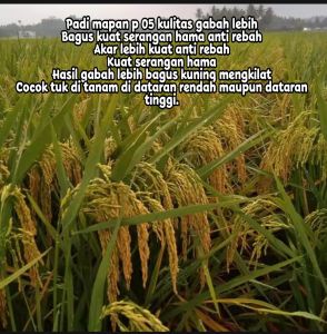 BENIH PADI UNGGUL INPARI MAPAN 05 BERKUALITAS  Kemasan 1kg