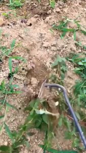 Cangkul Mini & Garok Mini: Alat Taman Ringan & Mudah Digunakan