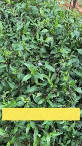 Cây giống rau bầu đất - rau nấu canh ăn lẩu cực ngon mát và bổ dưỡng