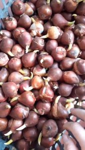 COMBO 10  CỦ GIỐNG HOA TULIP  CÓ MẦM NHƯ HÌNH ( KHÁCH ĐƯƠC CHỌN MÀU ĐỦ 9 MÀU)