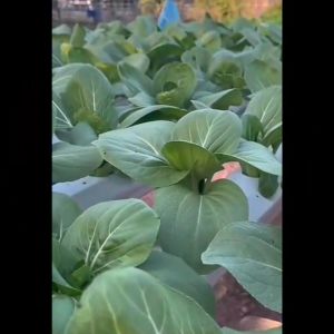 CHIATAI 🇹🇭 ผักซอง เจียไต๋ ถั่วฝักยาว-ถั่วเส้น O148 ซองประมาณ 85 เมล็ด เมล็ดพันธุ์ผัก เมล็ดผัก เมล็ดพืช ผักสวนครัว