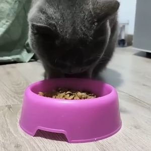 Travel Pet Feeding Bowls: Safe, Portable & Non-Toxic Options