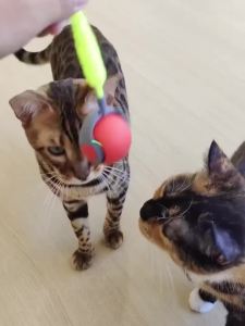 Smart Interactive Cat Toys Ball Automatic Rolling Ball with Faux Tail USB Rechargeable Electric Pet Toy for Teaser and Training