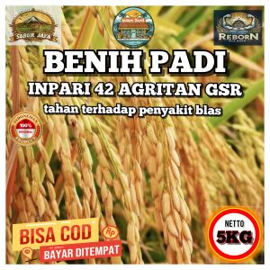 Benih Padi INPARI 42 AGRITAN GSR tahan terhadap penyakit blas padi unggul kemasan 5KG