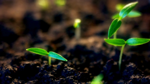 SEED`S CHERRY TOMATO