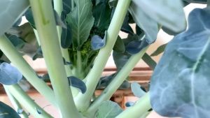 VALUE PACK (5 SEEDS) - F1 BROCCOLI SEEDDS/GREEN TOP VARIETY/HYBRID/FIRM FLOWER/EASY TO GROW/MORE PROFIT