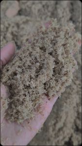 Jual Telur Jangkrik Alam Bekasi Kemasan 500 Gram
