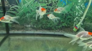 Red Cap Oranda 鹤顶红金鱼 4-5cm