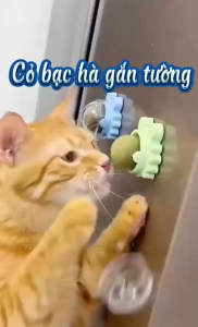[ phụ kiện ] Cỏ mèo gắn tường vui nhộn giúp tiêu búi lông hỗ trợ tiêu hóa - Đồ chơi cho mèo