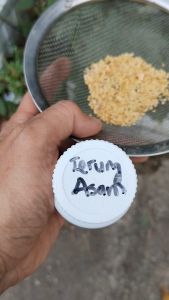 10 SOUR BRINJAL SEEDS /  SOLANUM FEROX / 10粒拉仔茄种子