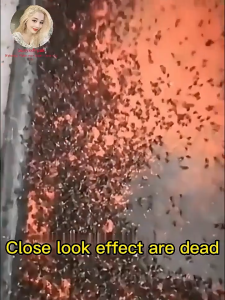 💪99.9% Fly Knock‑Down Rate Fly Killer Fly Killer Powder Harmless to human body Flies Killer Fly bait fly bait granular Fly Attractant Medicine Fly Killing Bait Powder Fly Control Attractant Fly Control Flying Insect Killer Pampatay ng langaw