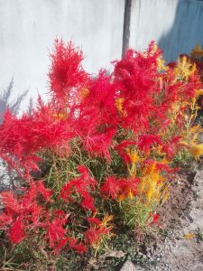 เมล็ดพันธุ์หงอนไก่พันธุ์พื้นบ้านต้นใหญ่แตกกอสวย เมล็ดพันธุ์ปลูกต่อได่ชุด 200 เมล็ด