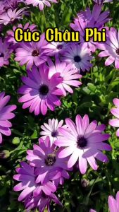 Hạt giống hoa cúc châu phi mix màu-gói 30 hạt